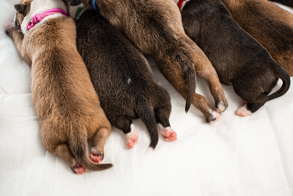American staffordshire terrier - szczeniaki