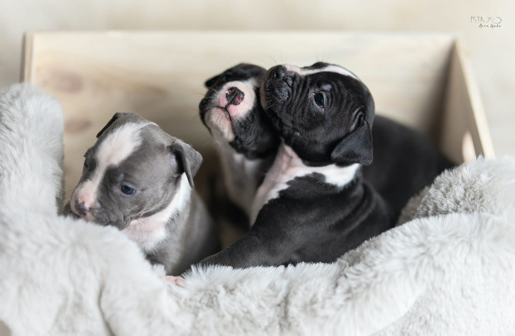American staffordshire terrier - szczeniaki
