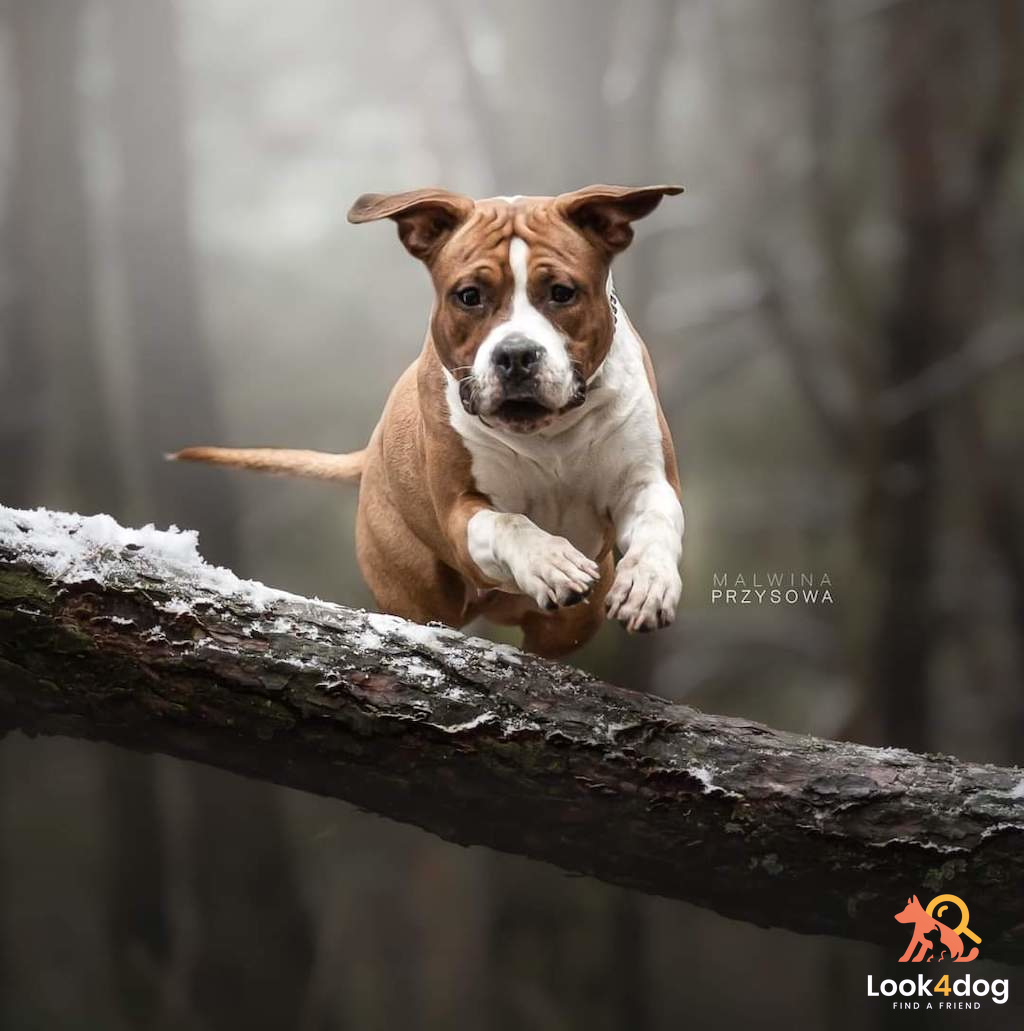 American staffordshire terrier (Amstaff) - charakter