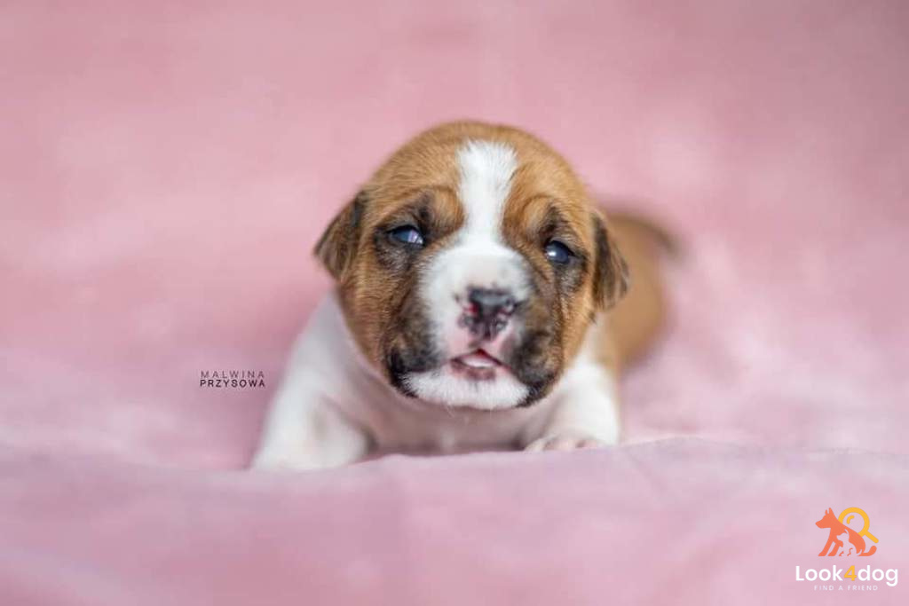 American staffordshire terrier (Amstaff) - pielęgnacja