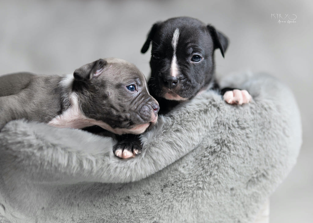 American staffordshire terrier