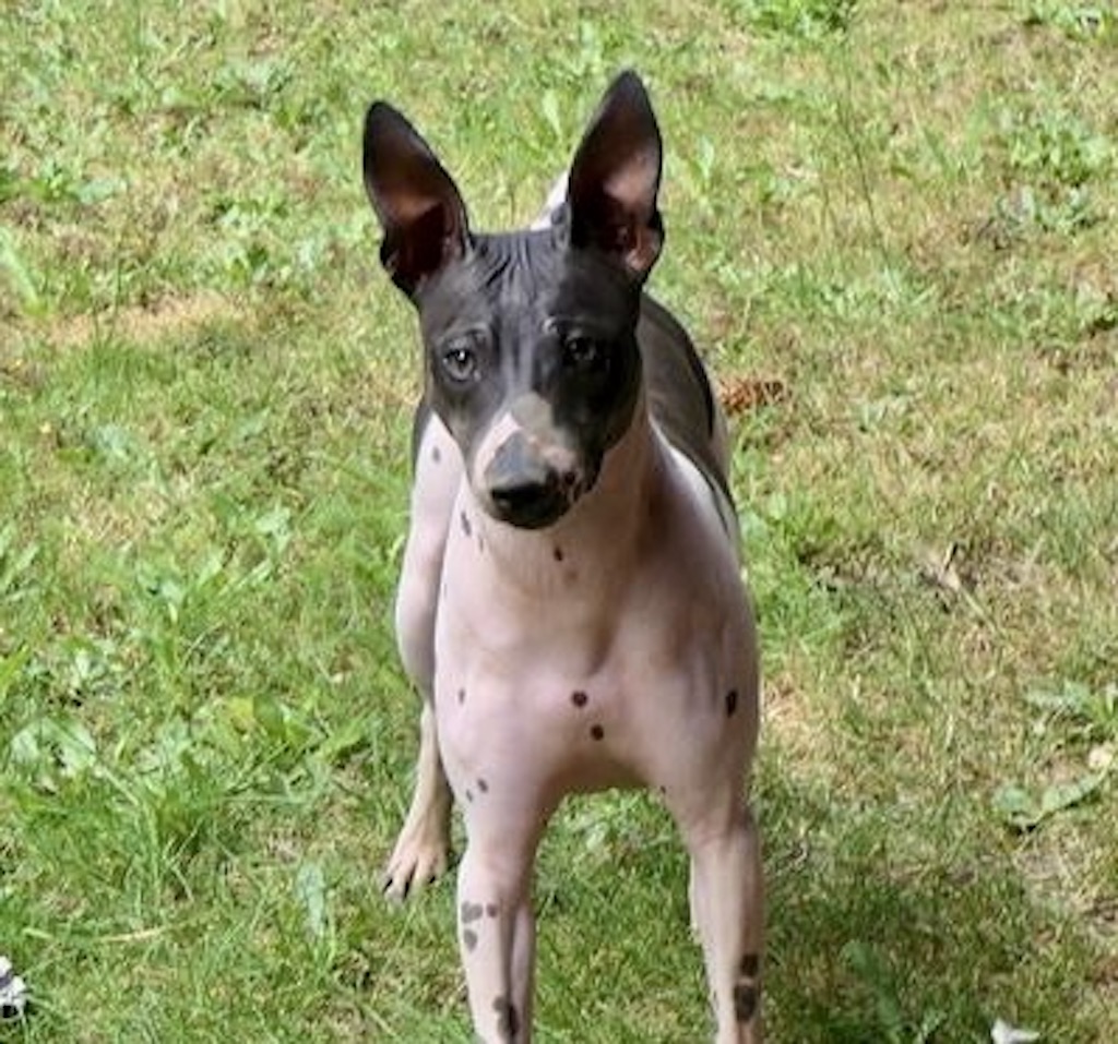 Amerykański terier bezwłosy – charakter