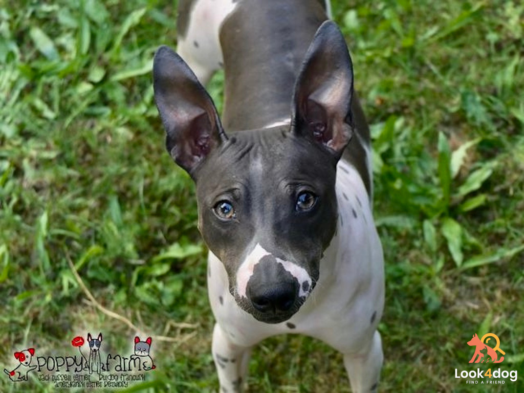 Amerykański terier bezwłosy – pielęgnacja