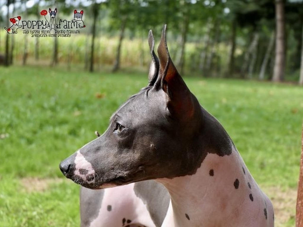 Amerykański terier bezwłosy – żywienie