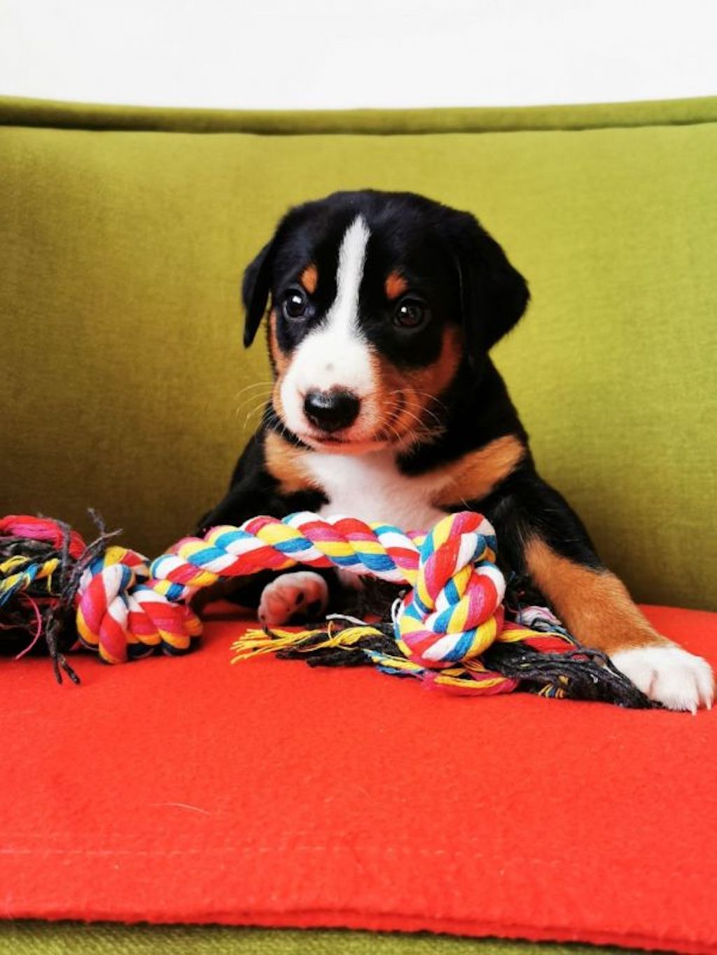 Appenzeller - dostępne szczeniaki