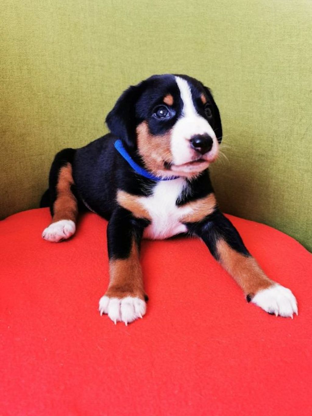 Appenzeller - hodowla