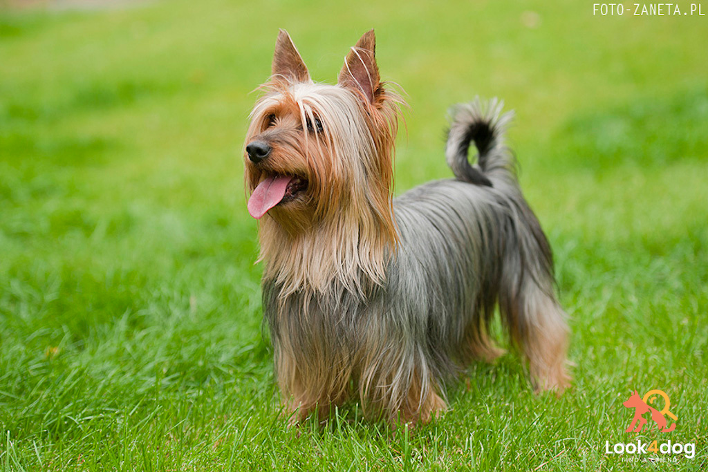 Australian Silky Terrier - charakter