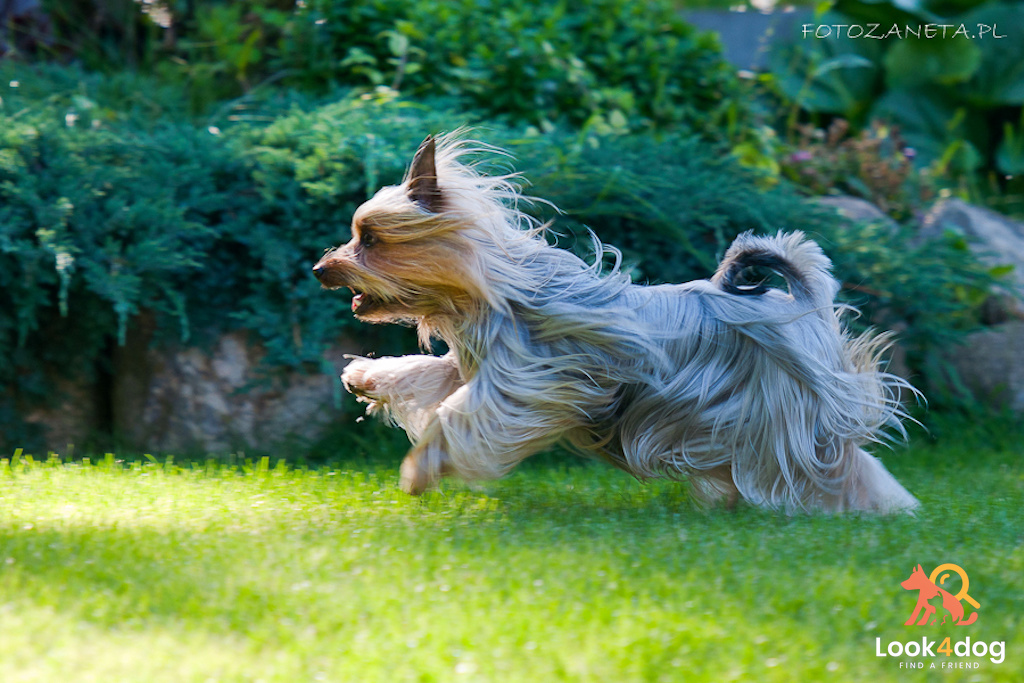 Australian Silky Terrier - choroby