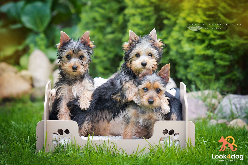 Australian Silky Terrier - umaszczenie