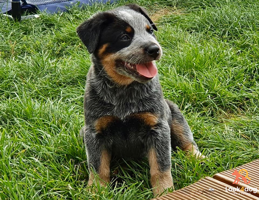 Australian cattle dog - pielęgnacja. Zdjęcie hodowla Call Me Blue FCI