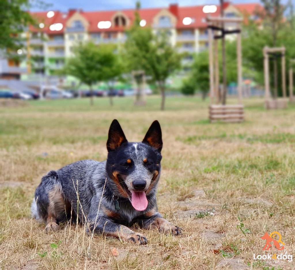 Australian cattle dog charakter