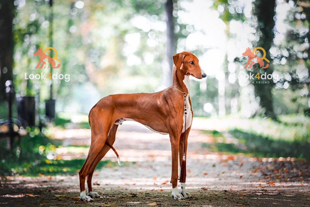 Azawakh (Chart afrykański) - charakter