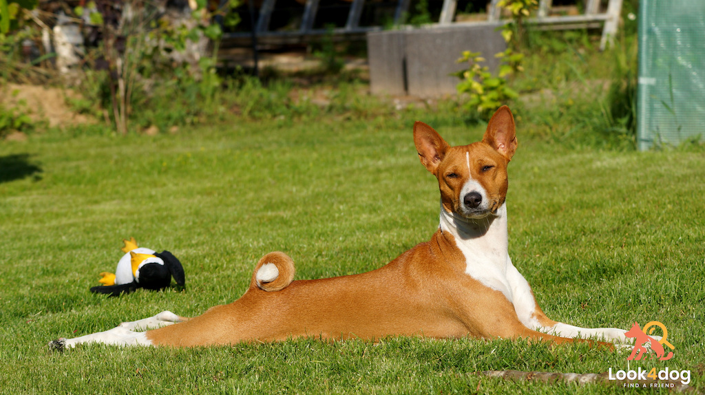 Basenji - charakter