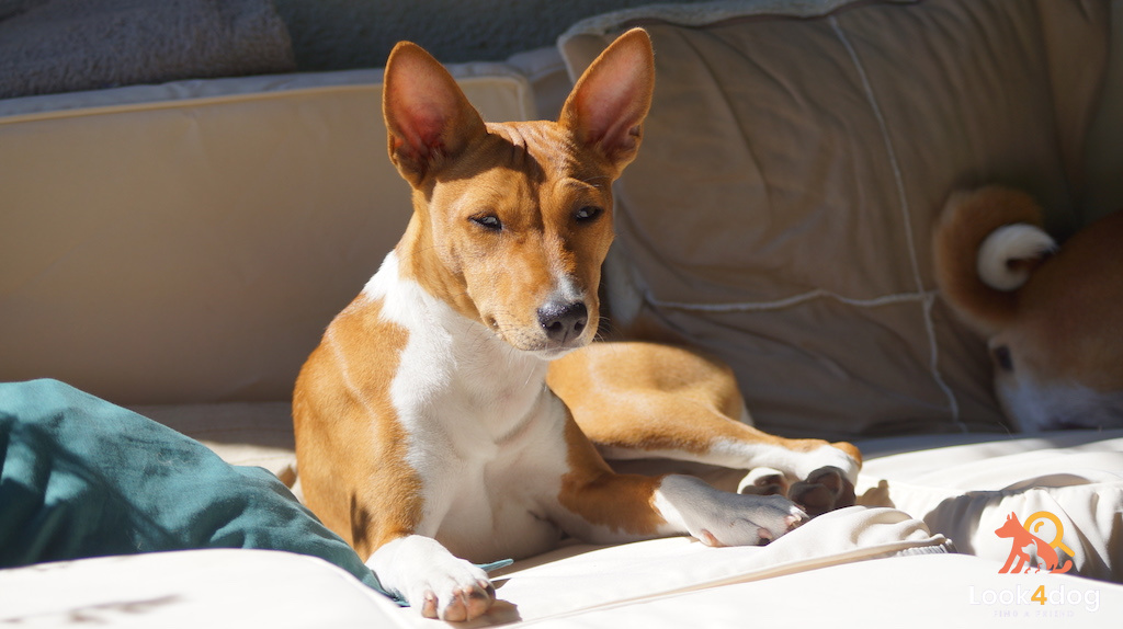 Basenji - choroby