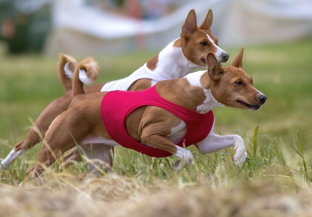 Basenji - pielęgncja