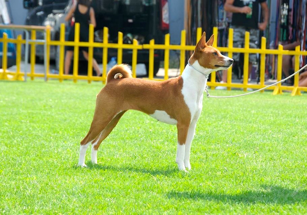 Basenji - umaszczenie