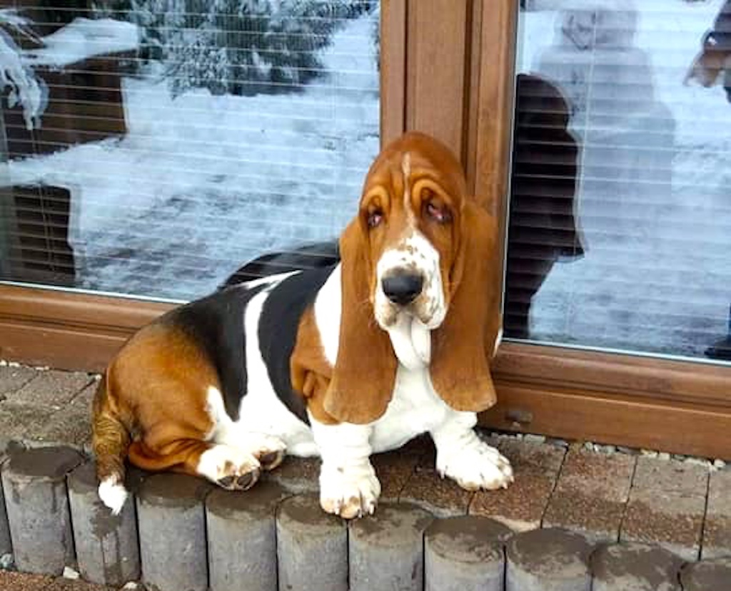 Basset Hound - charakter