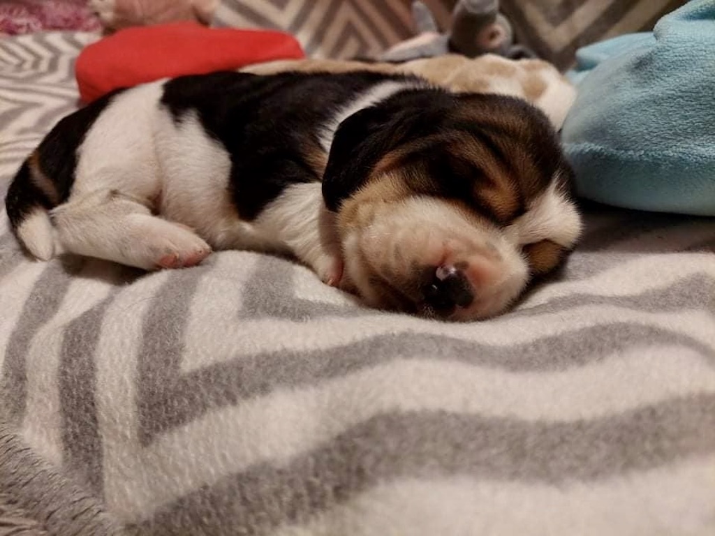 Basset Hound - hodowla