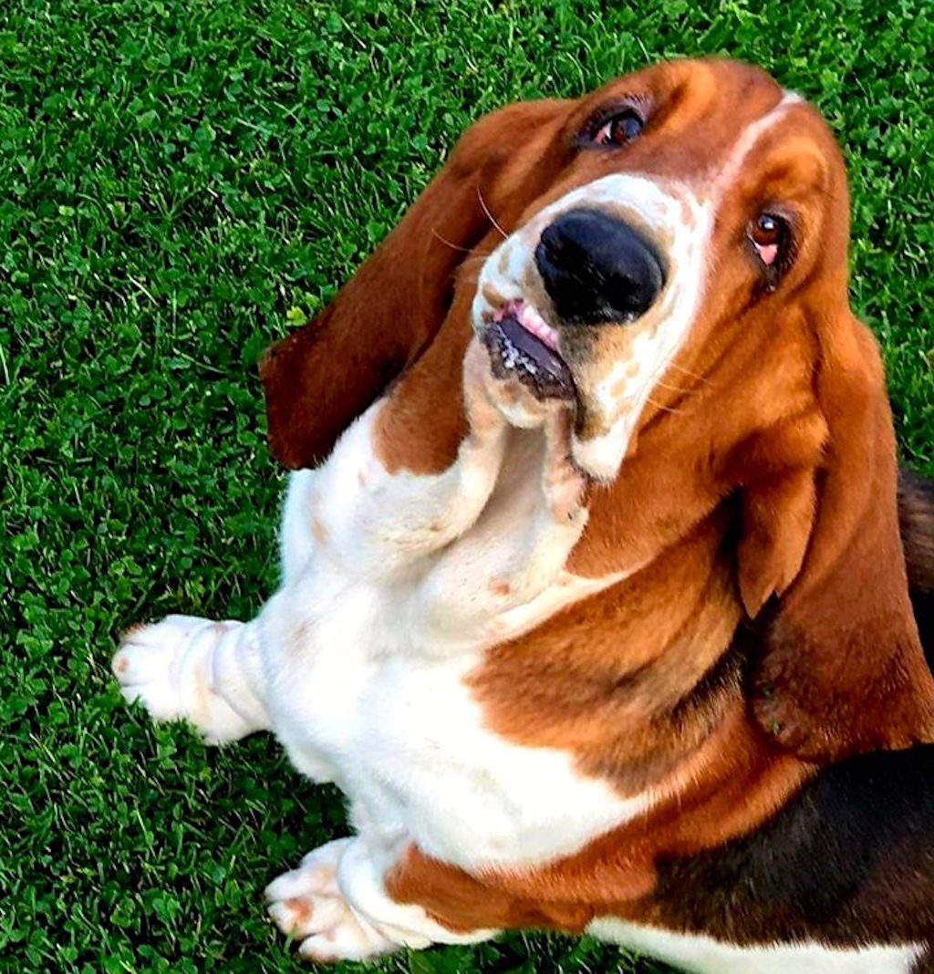 Basset Hound - pielęgnacja