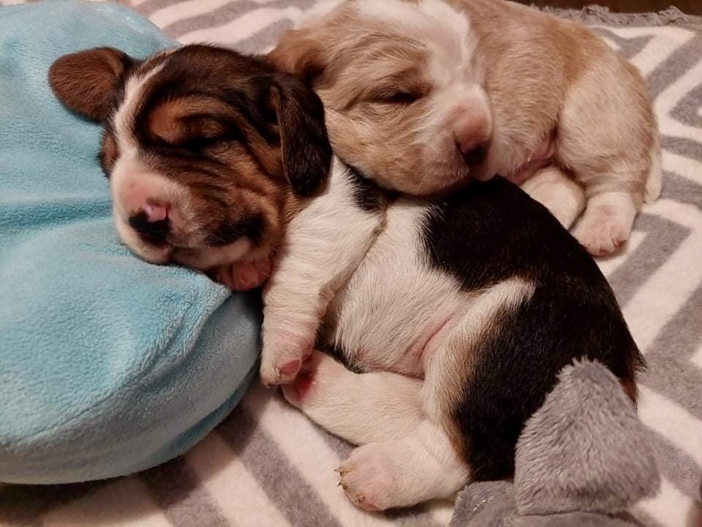 Basset Hound - szczeniaki