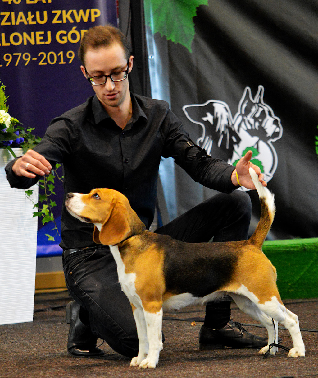 Beagle - pielęgnacja