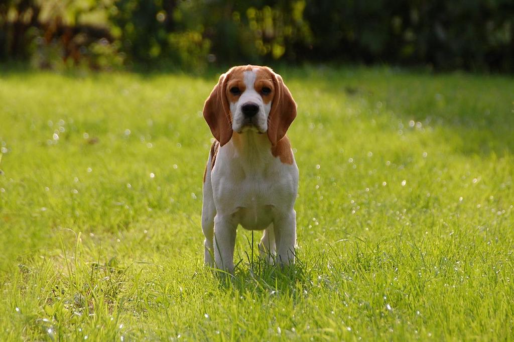 Beagle rasa