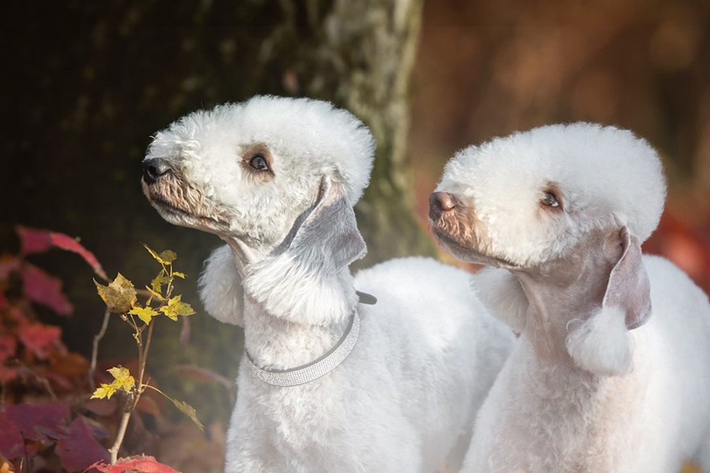 Bedlington terrier - umaszczenie