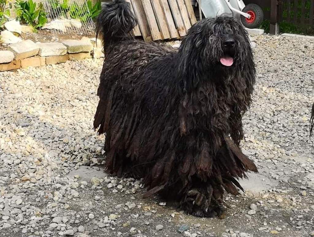 Bergamasco - pielęgnacja