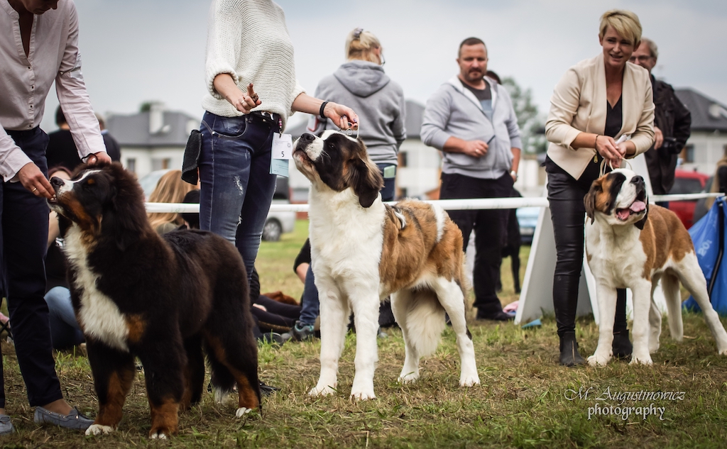 Bernardyn długowłosy, krótkowłosy - hodowle