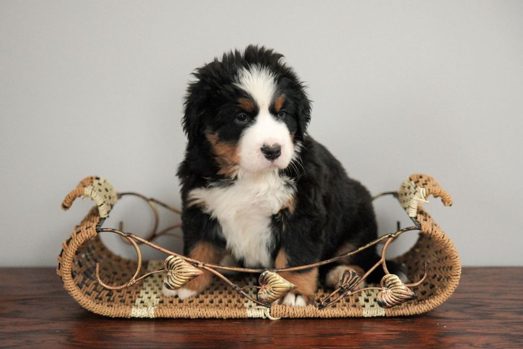 Berneńczyk - szczeniak