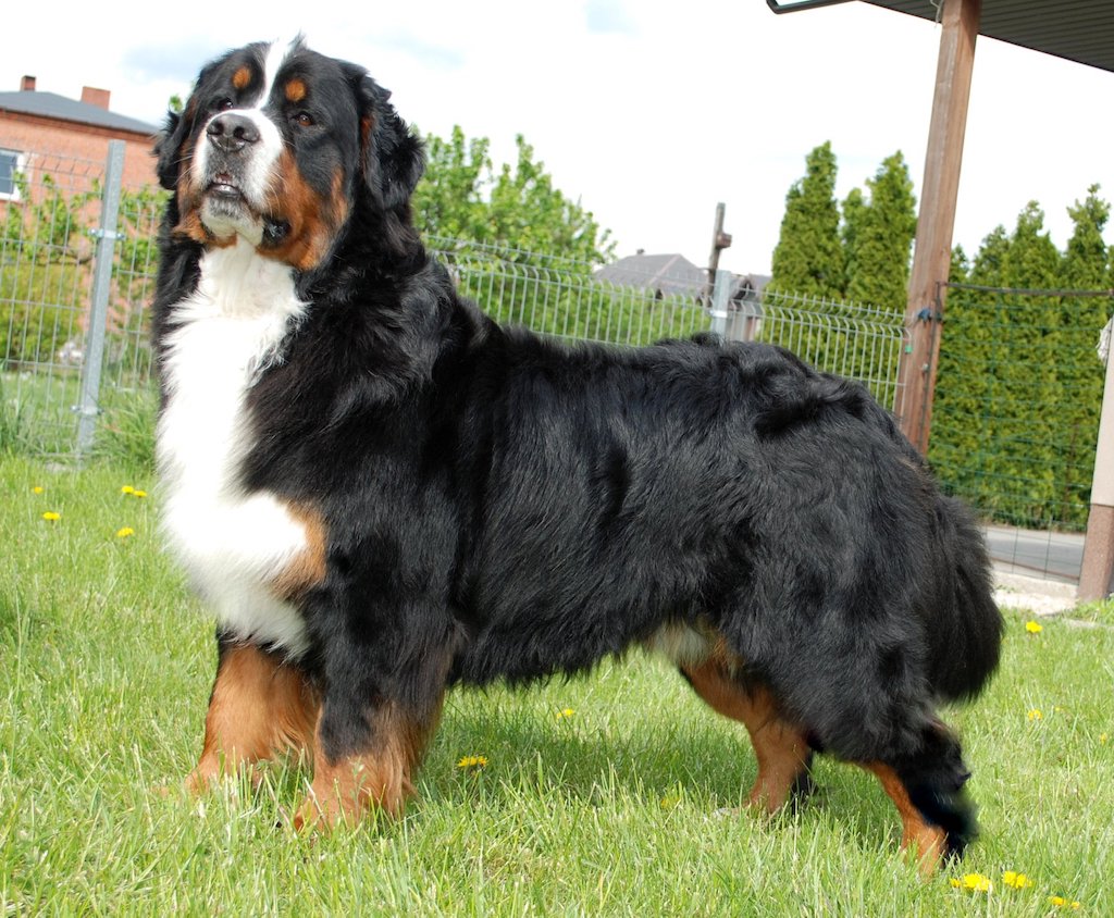 Berneński pies pasterski - charakter