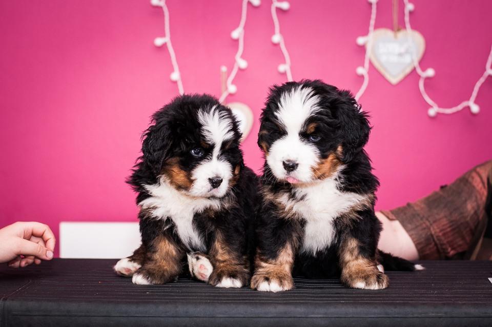 Berneński pies pasterski - choroby