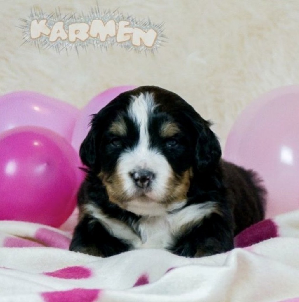 Berneński pies pasterski - hodowla