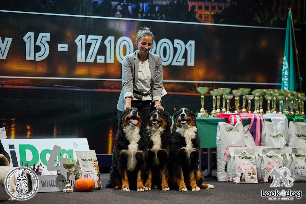 Berneński pies pasterski - hodowla1