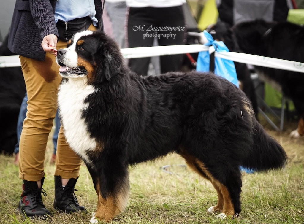 Berneński pies pasterski - hodowle