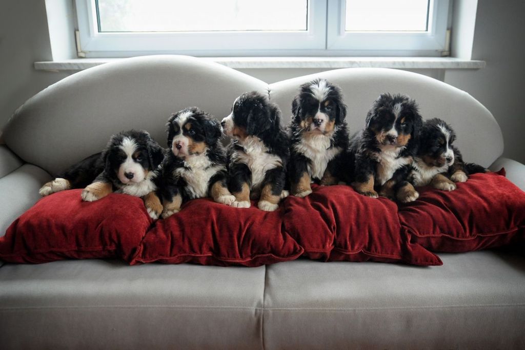 Berneński pies pasterski - szczeniaki