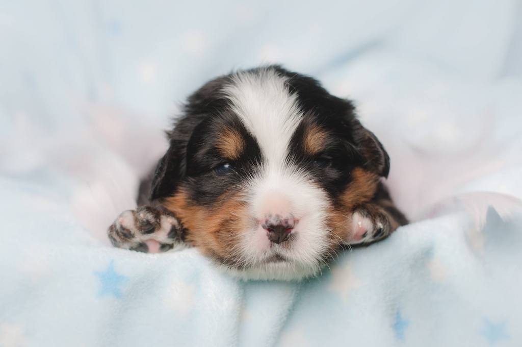 Berneński pies pasterski - żywienie