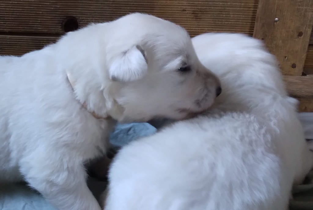 Biały owczarek szwajcarski - szczeniaki