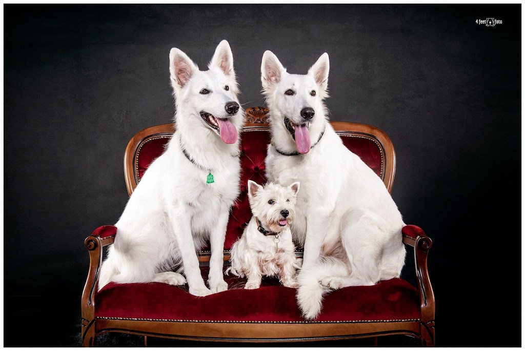 Biały owczarek szwajcarski - umaszczenie