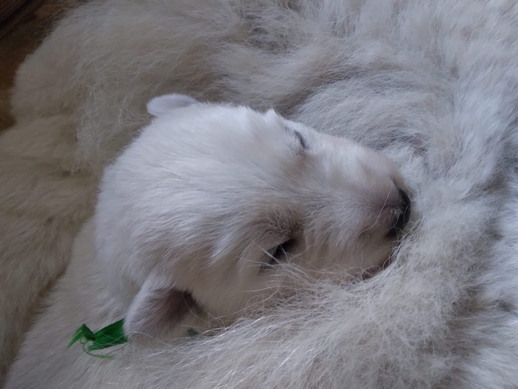 Biały owczarek szwajcarski 