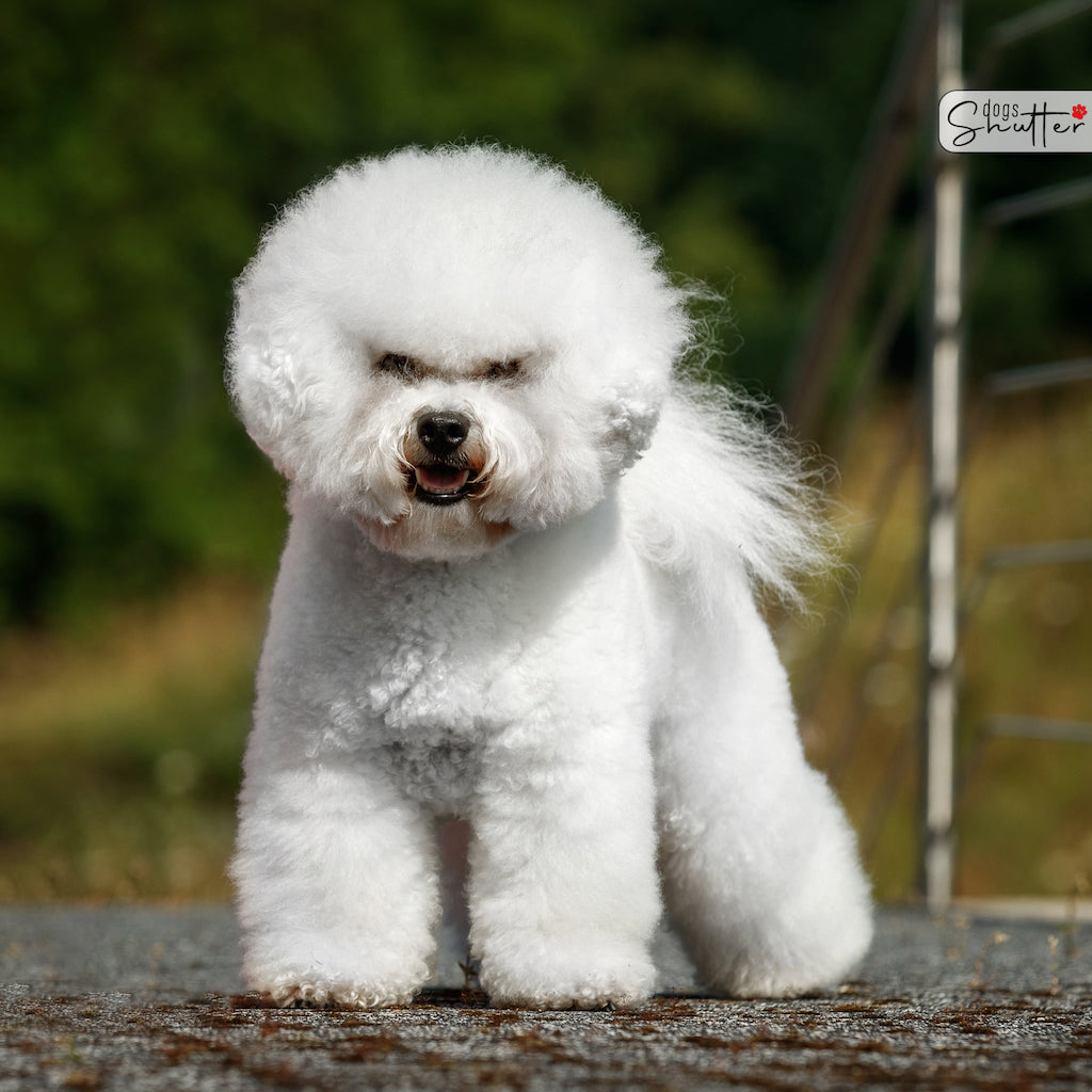 Bichon frise (Biszon kędzierzawy) - charakter