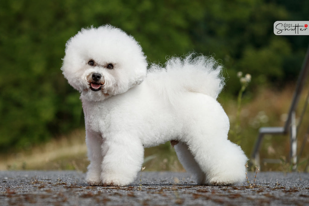 Bichon frise (Biszon kędzierzawy) - choroby