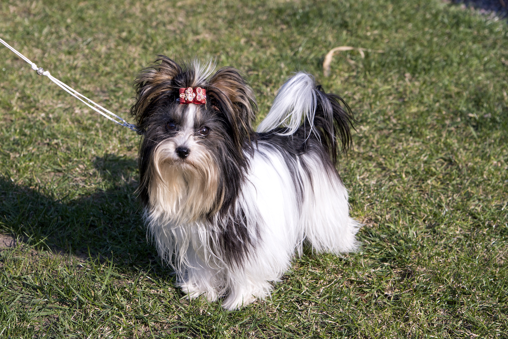 Biewer Yorkshire Terrier a'la Pom Pon - charakter