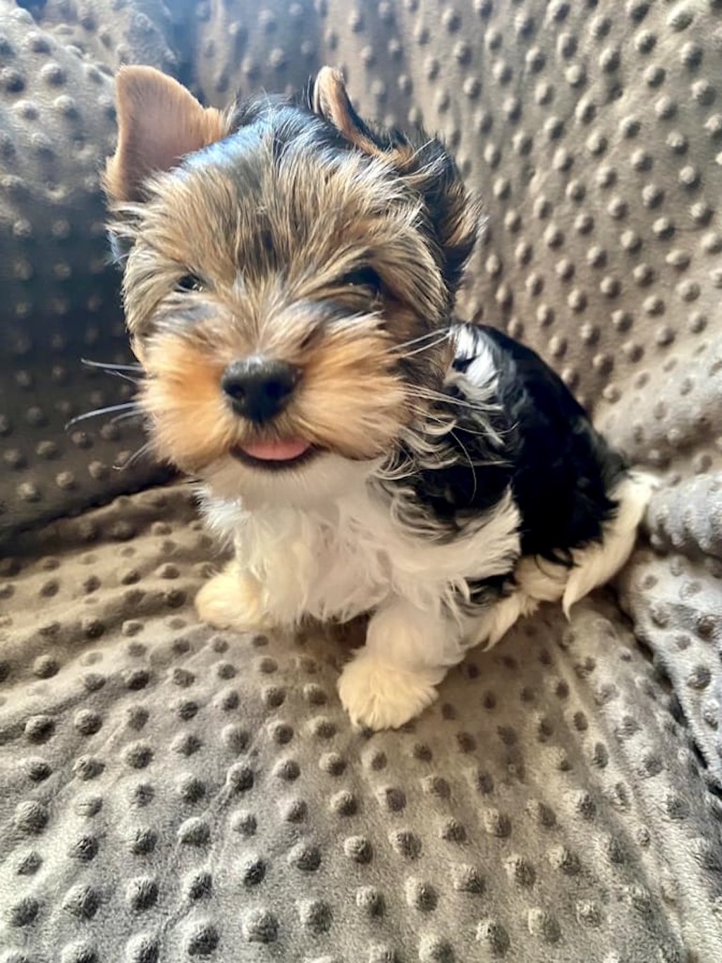 Biewer Yorkshire Terrier a'la Pom Pon - hodowla