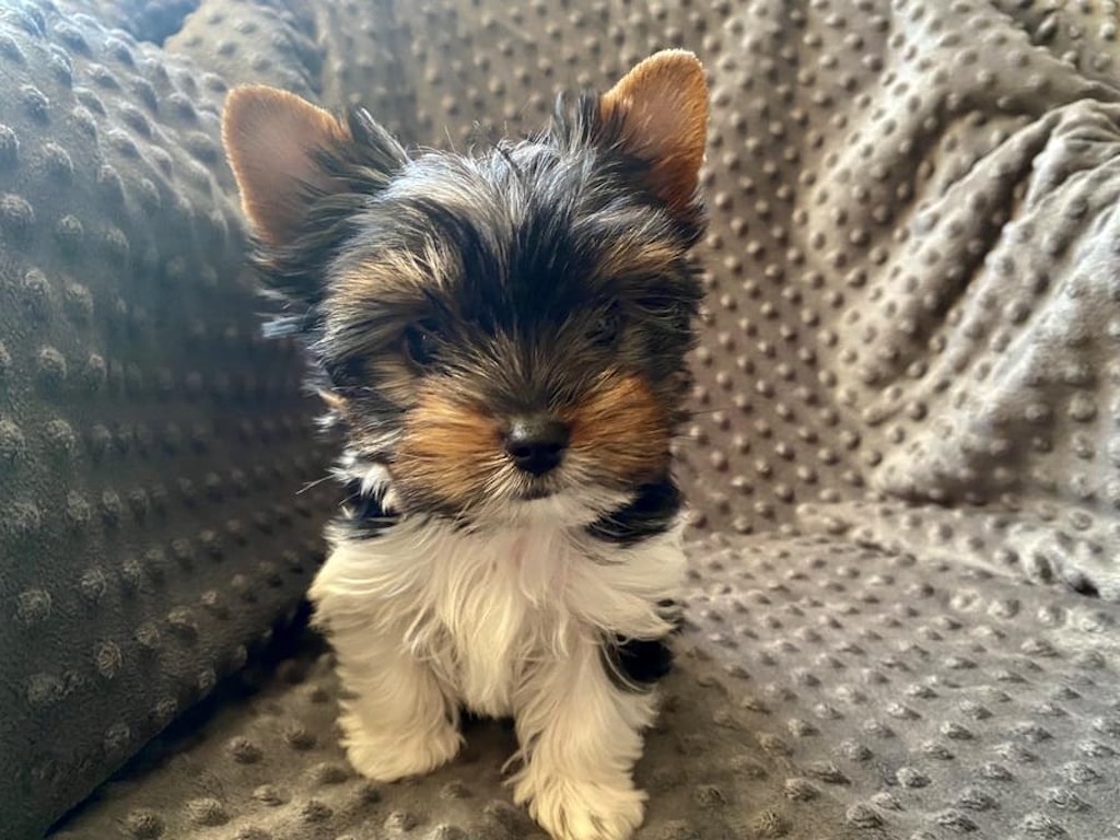 Biewer Yorkshire Terrier a'la Pom Pon - szczeniaki