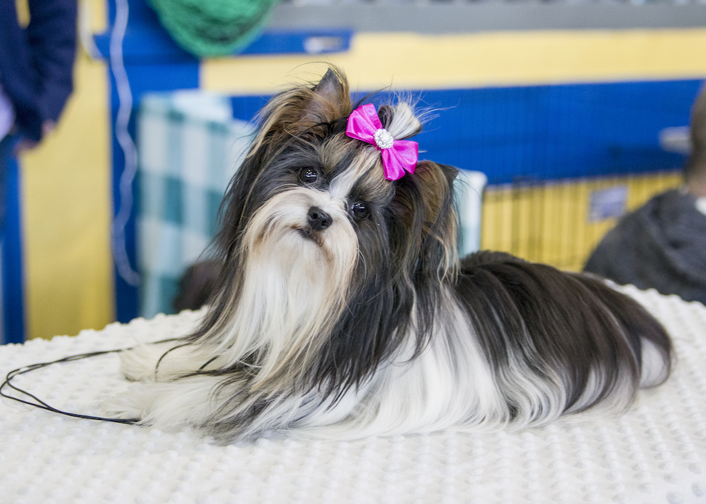 Biewer Yorkshire Terrier a'la Pom Pon - umaszczenie