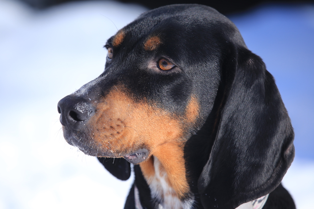 Black and Tan Coonhound - charakter