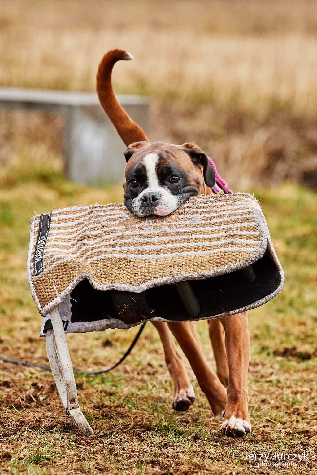 Bokser - obrona sportowa