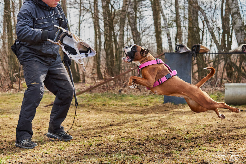 Bokser - trening obrona sportowa