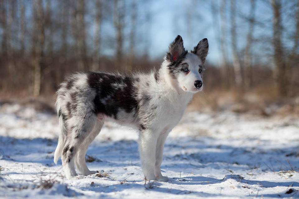 Border collie - pielęgnacja